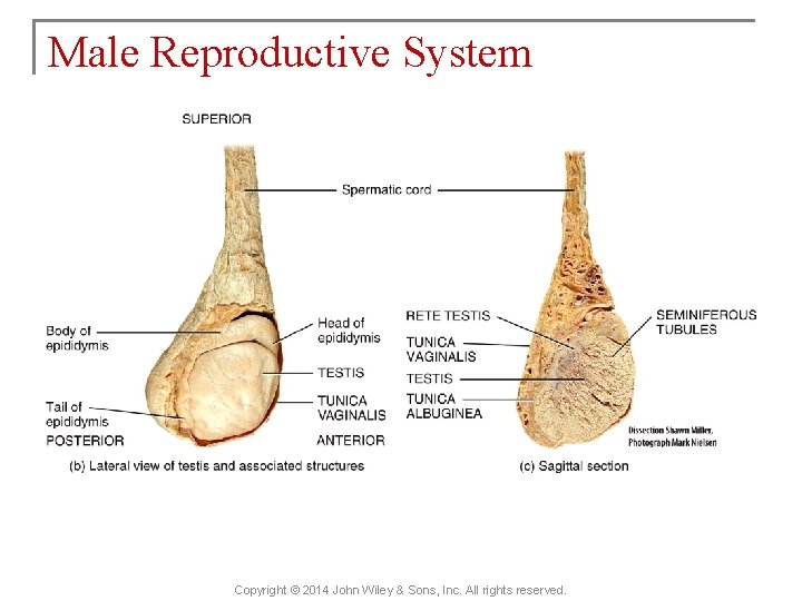 Male Reproductive System Copyright © 2014 John Wiley & Sons, Inc. All rights reserved.