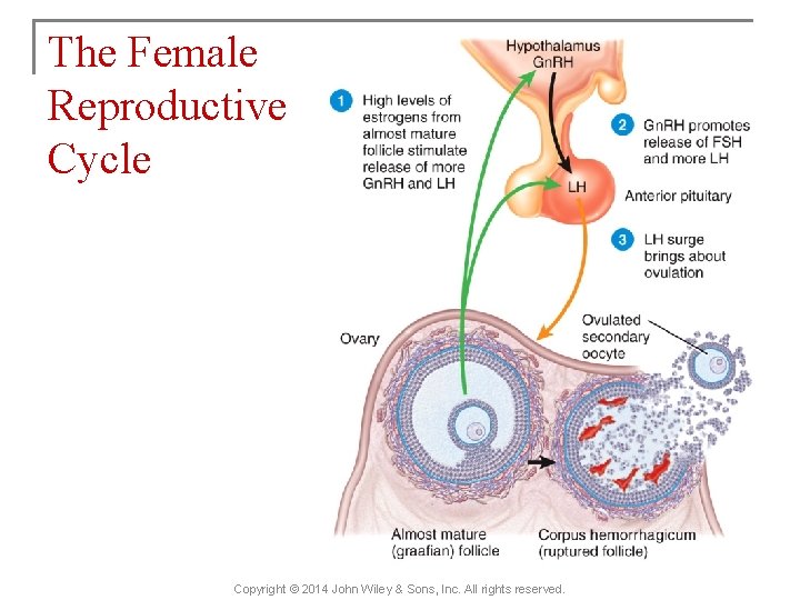 The Female Reproductive Cycle Copyright © 2014 John Wiley & Sons, Inc. All rights