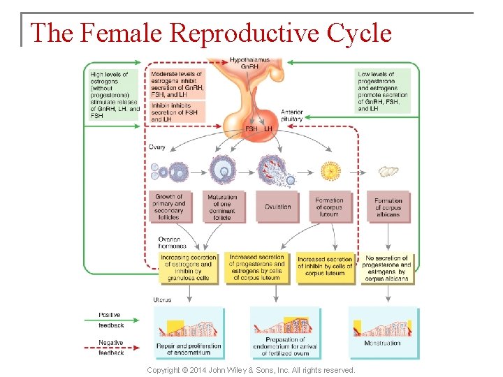 The Female Reproductive Cycle Copyright © 2014 John Wiley & Sons, Inc. All rights
