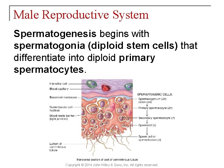 Male Reproductive System Spermatogenesis begins with spermatogonia (diploid stem cells) that differentiate into diploid