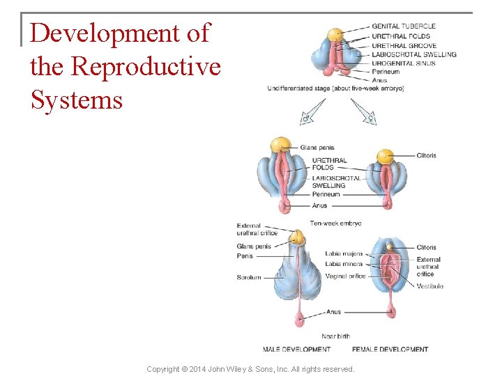 Development of the Reproductive Systems Copyright © 2014 John Wiley & Sons, Inc. All
