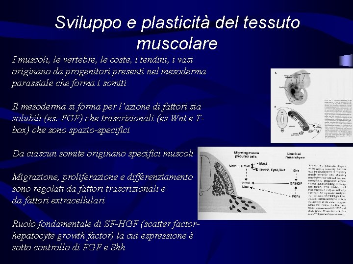 Sviluppo e plasticità del tessuto muscolare I muscoli, le vertebre, le coste, i tendini,