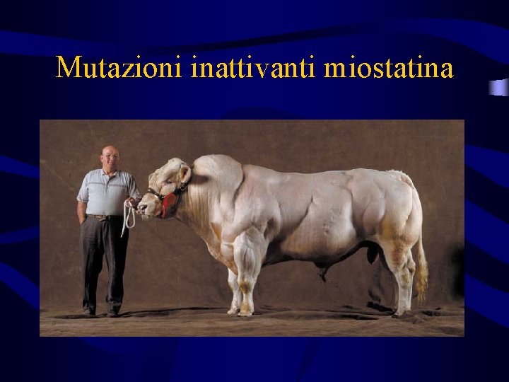 Mutazioni inattivanti miostatina 