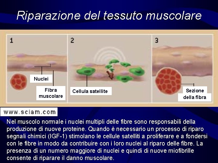 Riparazione del tessuto muscolare Nuclei Fibra muscolare Cellula satellite Sezione della fibra Nel muscolo