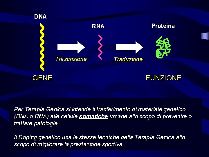 DNA Proteina RNA Trascrizione GENE Traduzione FUNZIONE Per Terapia Genica si intende il trasferimento