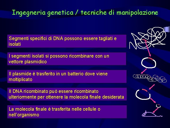 Ingegneria genetica / tecniche di manipolazione Segmenti specifici di DNA possono essere tagliati e
