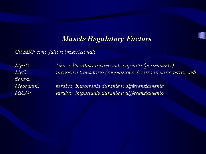 Muscle Regulatory Factors Gli MRF sono fattori trascrizionali Myo. D: Myf 5: figura) Myogenin:
