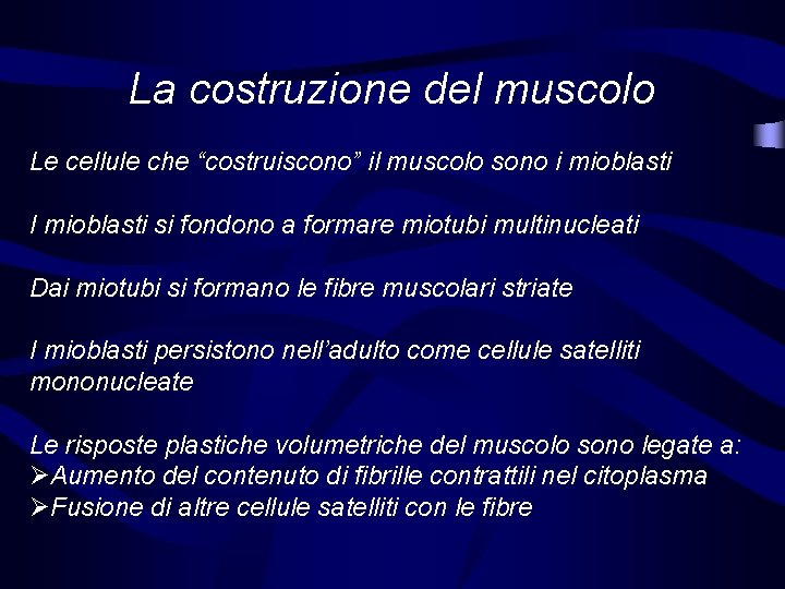 La costruzione del muscolo Le cellule che “costruiscono” il muscolo sono i mioblasti I