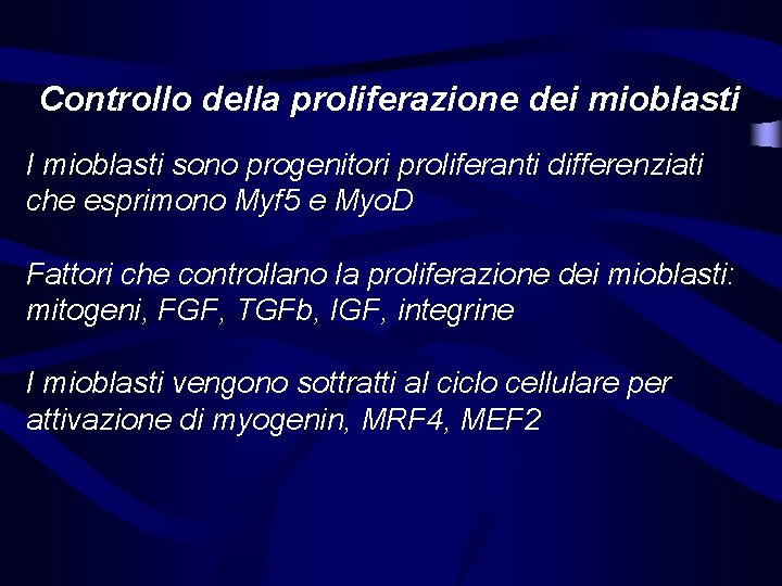 Controllo della proliferazione dei mioblasti I mioblasti sono progenitori proliferanti differenziati che esprimono Myf