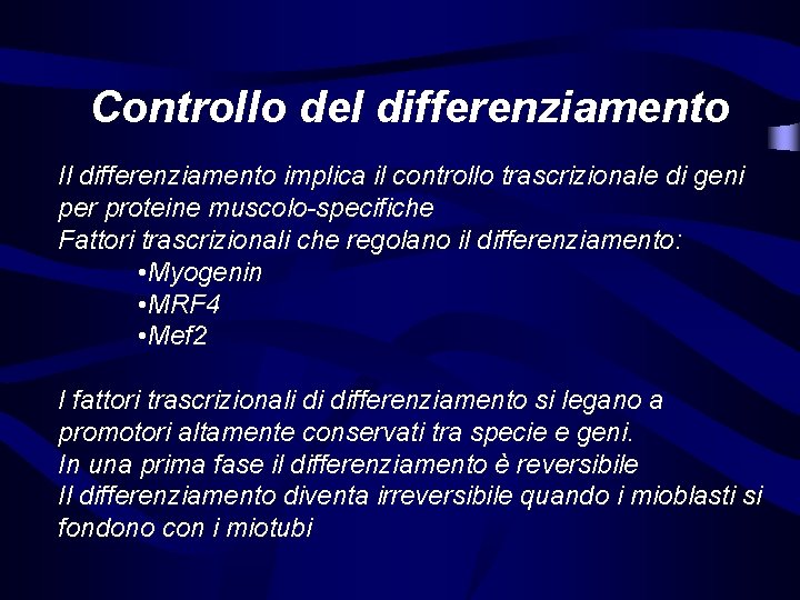 Controllo del differenziamento Il differenziamento implica il controllo trascrizionale di geni per proteine muscolo-specifiche