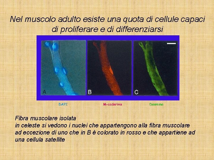 Nel muscolo adulto esiste una quota di cellule capaci di proliferare e di differenziarsi