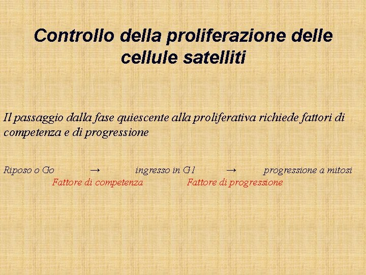 Controllo della proliferazione delle cellule satelliti Il passaggio dalla fase quiescente alla proliferativa richiede