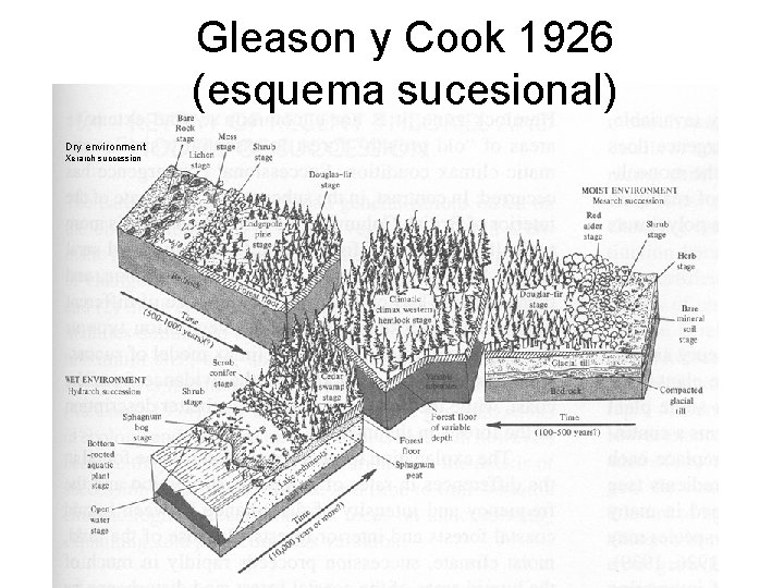 Gleason y Cook 1926 (esquema sucesional) Dry environment Xerarch succession 