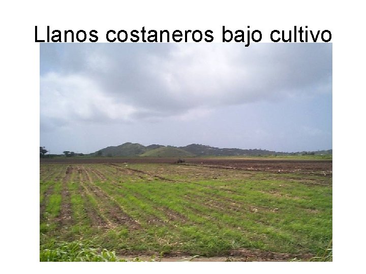 Llanos costaneros bajo cultivo 