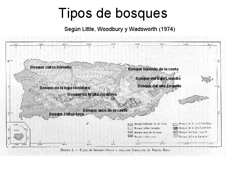 Tipos de bosques Según Little, Woodbury y Wadsworth (1974) Bosque calizo húmedo Bosque húmedo