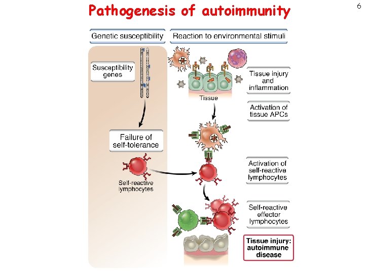 1 Immunological diseases mechanisms and recent advances Abul
