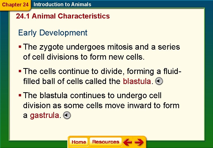 Chapter 24 Introduction to Animals 24. 1 Animal Characteristics Early Development § The zygote