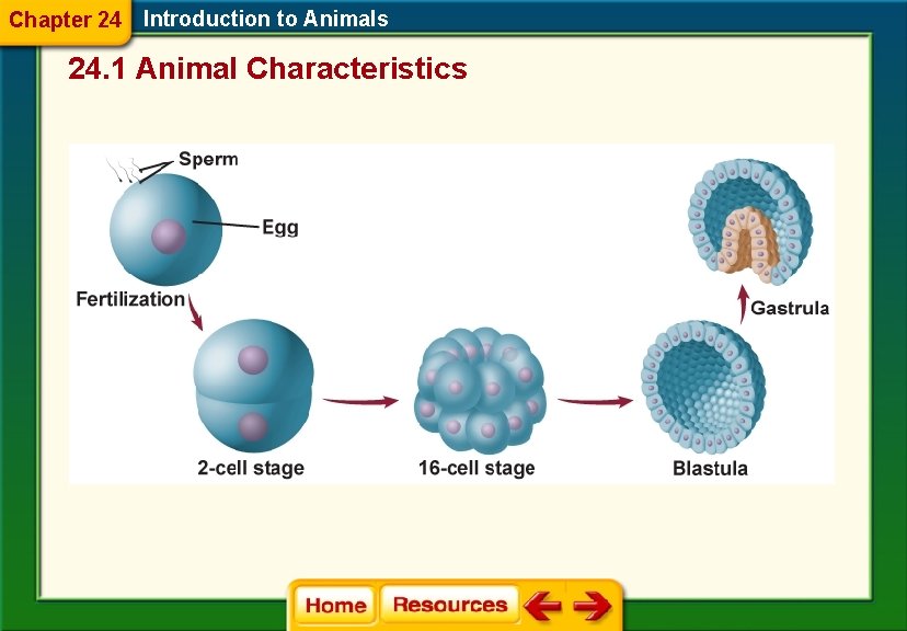 Chapter 24 Introduction to Animals 24. 1 Animal Characteristics 