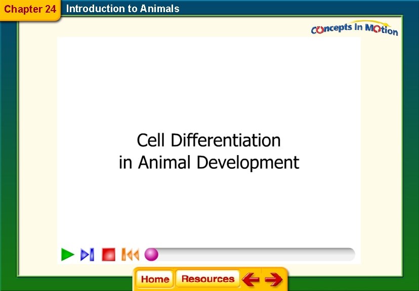 Chapter 24 Introduction to Animals 