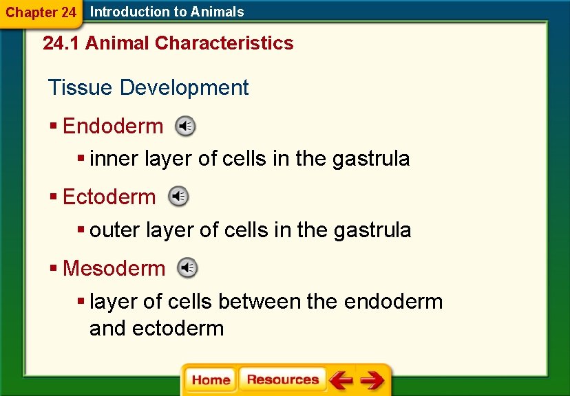 Chapter 24 Introduction to Animals 24. 1 Animal Characteristics Tissue Development § Endoderm §