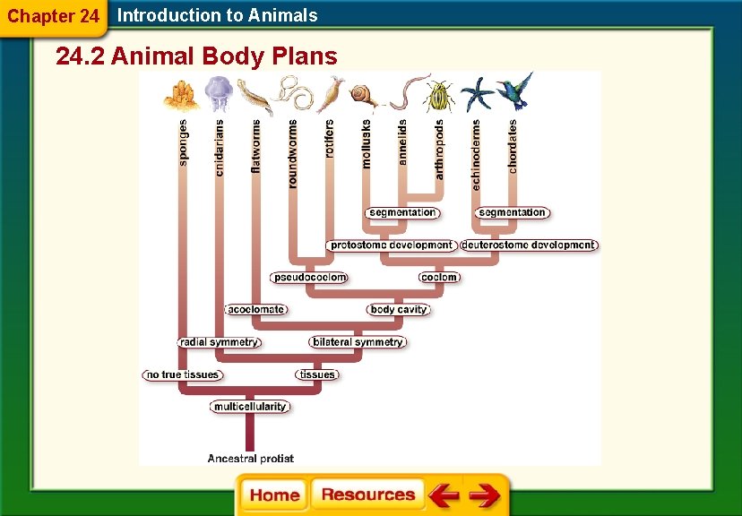 Chapter 24 Introduction to Animals 24. 2 Animal Body Plans 