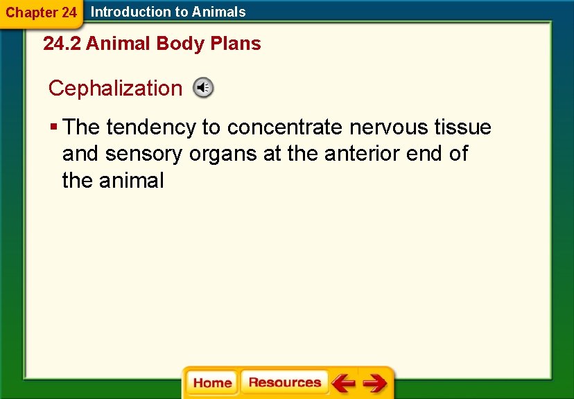 Chapter 24 Introduction to Animals 24. 2 Animal Body Plans Cephalization § The tendency