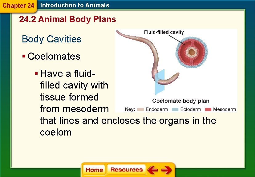 Chapter 24 Introduction to Animals 24. 2 Animal Body Plans Body Cavities § Coelomates