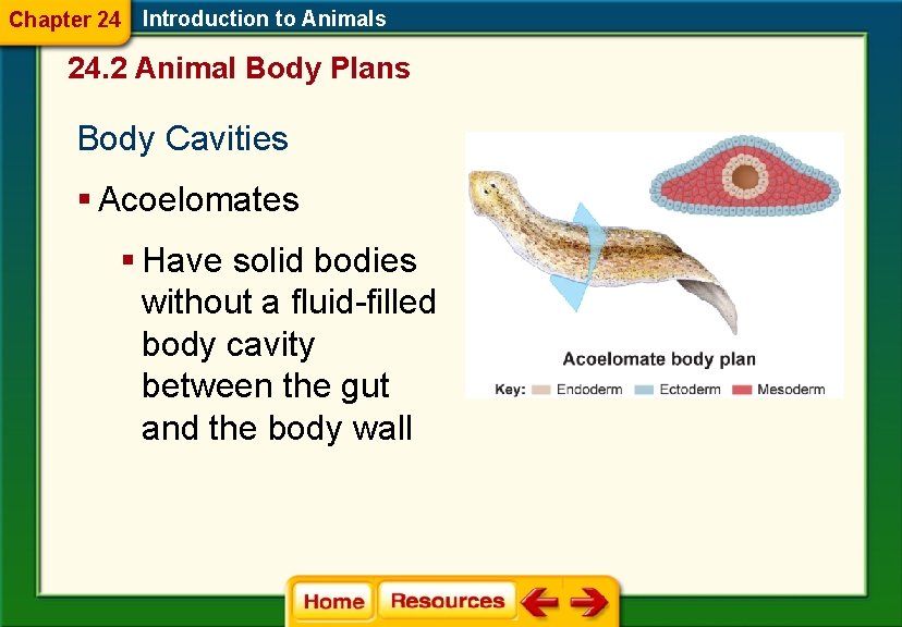 Chapter 24 Introduction to Animals 24. 2 Animal Body Plans Body Cavities § Acoelomates