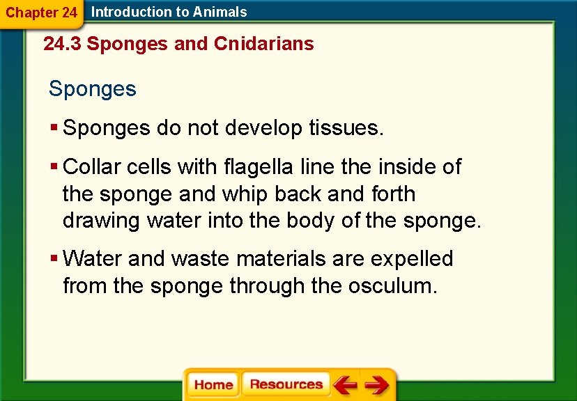 Chapter 24 Introduction to Animals 24. 3 Sponges and Cnidarians Sponges § Sponges do