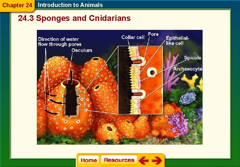 Chapter 24 Introduction to Animals 24. 3 Sponges and Cnidarians 