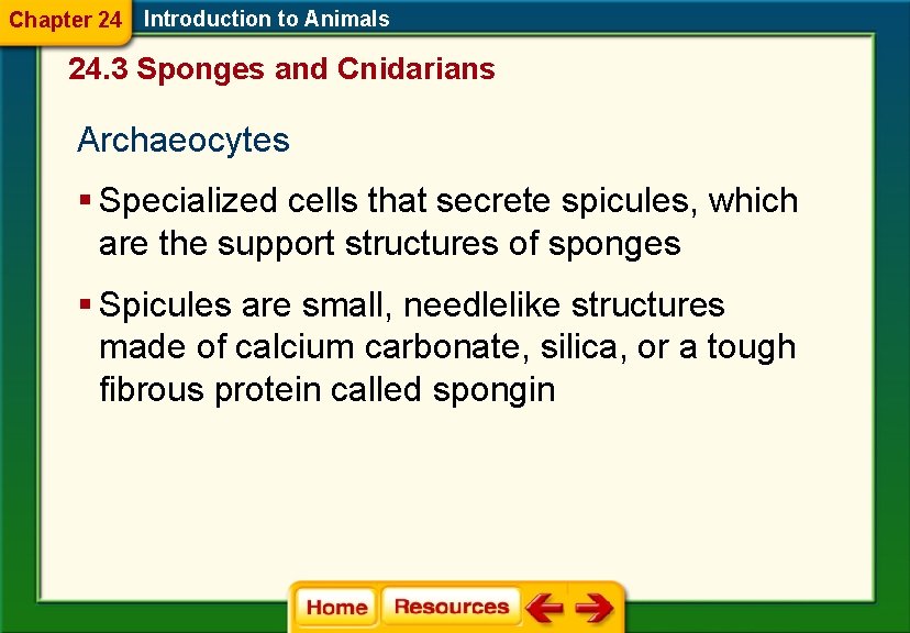Chapter 24 Introduction to Animals 24. 3 Sponges and Cnidarians Archaeocytes § Specialized cells