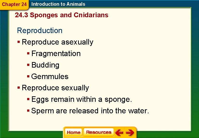 Chapter 24 Introduction to Animals 24. 3 Sponges and Cnidarians Reproduction § Reproduce asexually