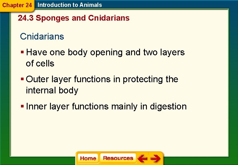 Chapter 24 Introduction to Animals 24. 3 Sponges and Cnidarians § Have one body