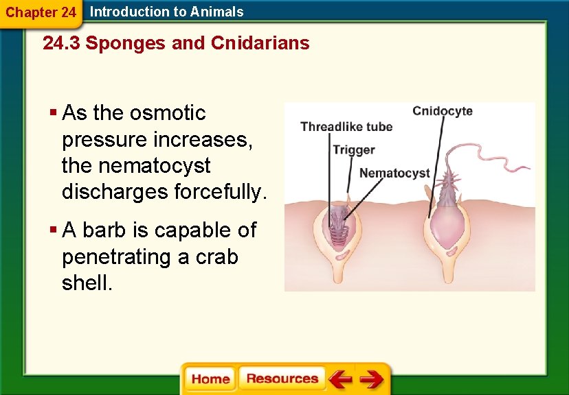 Chapter 24 Introduction to Animals 24. 3 Sponges and Cnidarians § As the osmotic