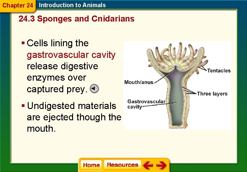 Chapter 24 Introduction to Animals 24. 3 Sponges and Cnidarians § Cells lining the