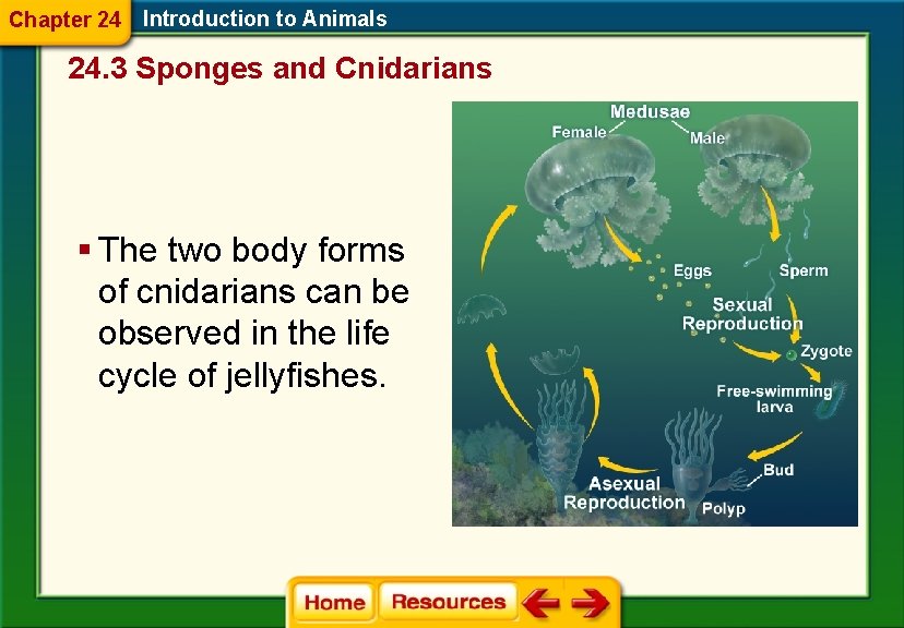 Chapter 24 Introduction to Animals 24. 3 Sponges and Cnidarians § The two body