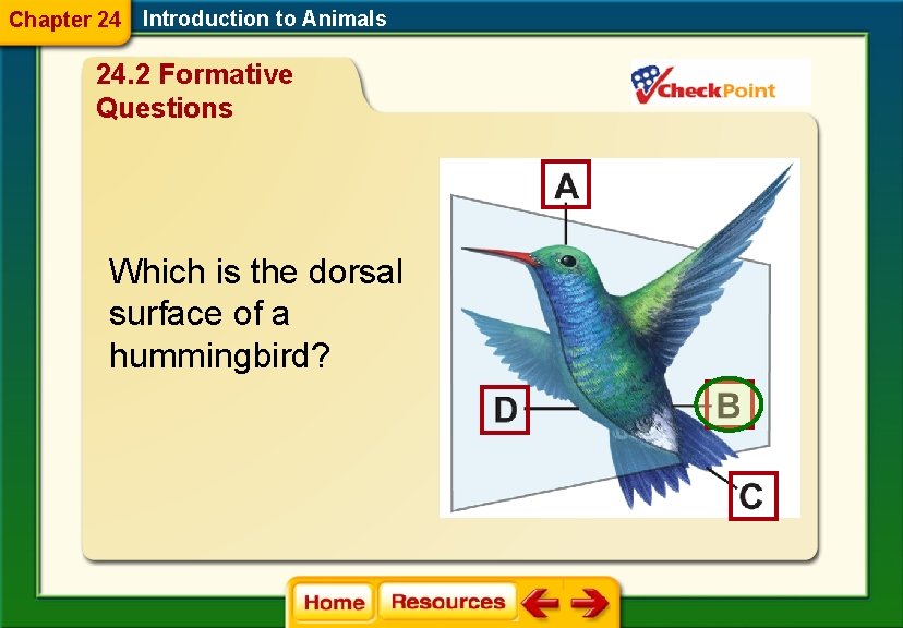Chapter 24 Introduction to Animals 24. 2 Formative Questions Which is the dorsal surface