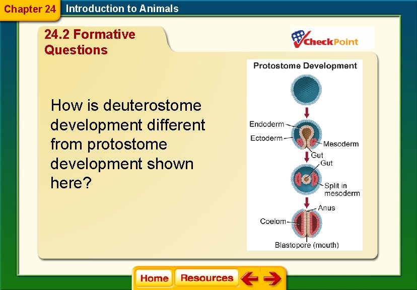 Chapter 24 Introduction to Animals 24. 2 Formative Questions How is deuterostome development different