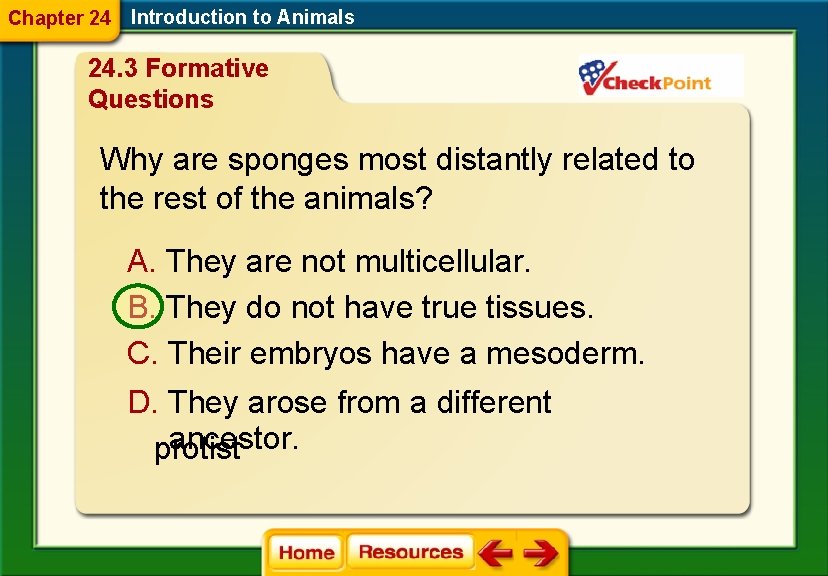 Chapter 24 Introduction to Animals 24. 3 Formative Questions Why are sponges most distantly