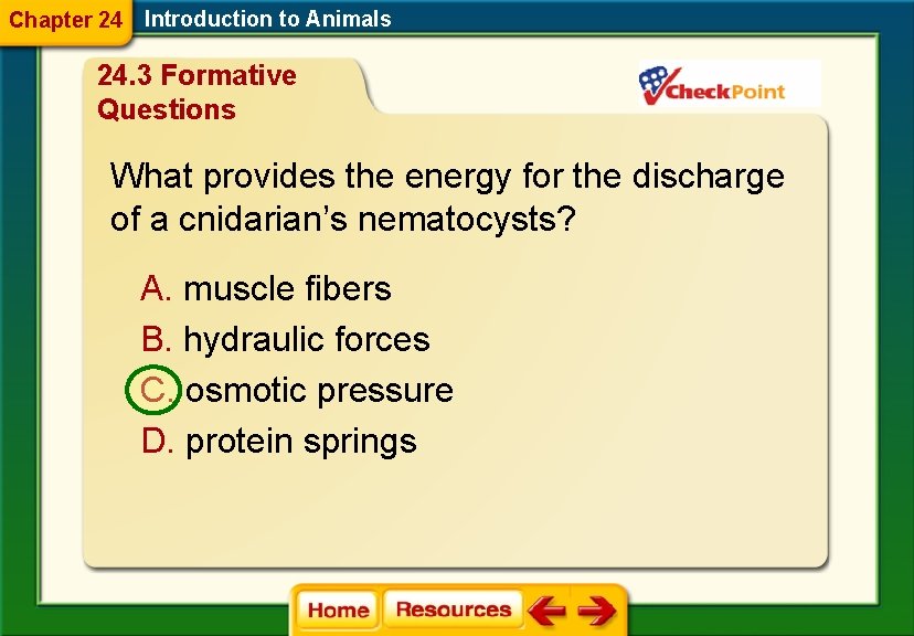 Chapter 24 Introduction to Animals 24. 3 Formative Questions What provides the energy for