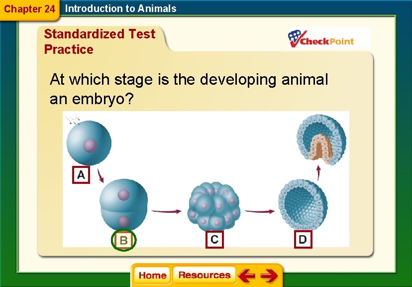 Chapter 24 Introduction to Animals Standardized Test Practice At which stage is the developing