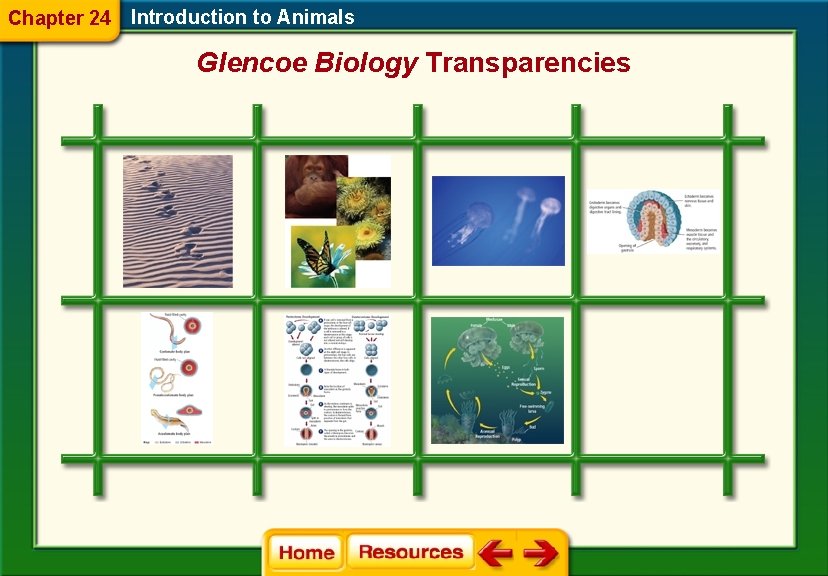 Chapter 24 Introduction to Animals Glencoe Biology Transparencies 