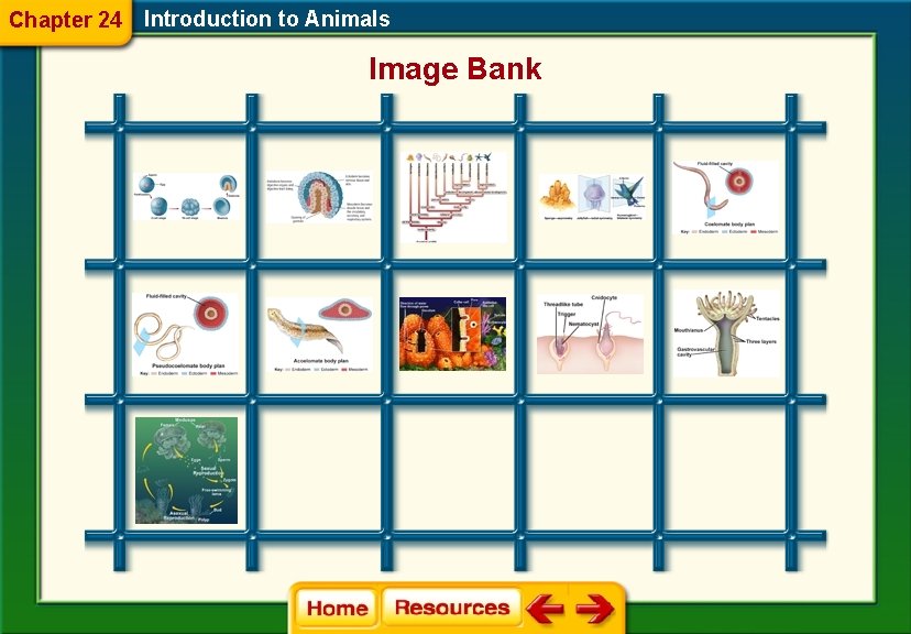 Chapter 24 Introduction to Animals Image Bank 