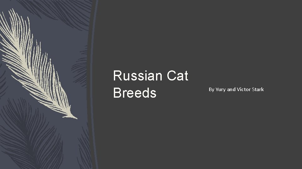 Russian Cat Breeds By Yury and Victor Stark 