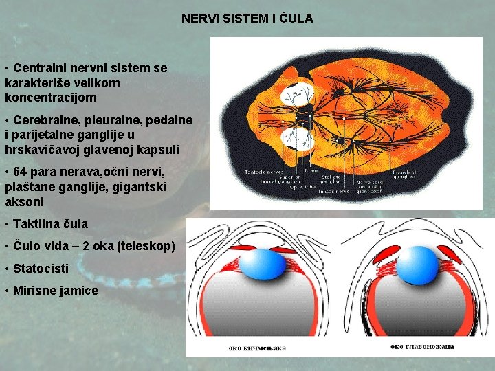 NERVI SISTEM I ČULA • Centralni nervni sistem se karakteriše velikom koncentracijom • Cerebralne,