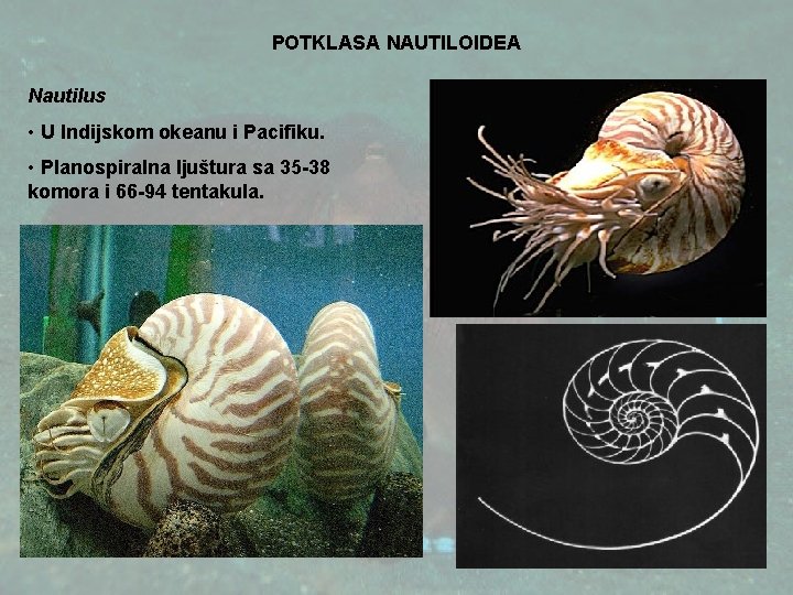 POTKLASA NAUTILOIDEA Nautilus • U Indijskom okeanu i Pacifiku. • Planospiralna ljuštura sa 35