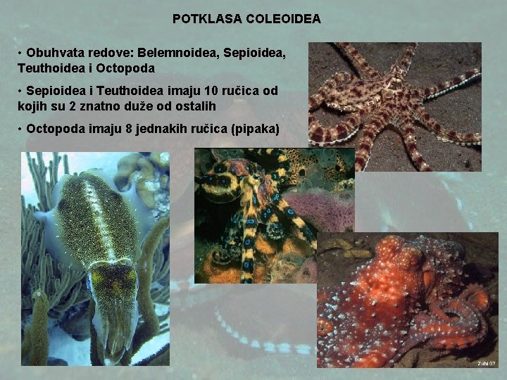 POTKLASA COLEOIDEA • Obuhvata redove: Belemnoidea, Sepioidea, Teuthoidea i Octopoda • Sepioidea i Teuthoidea