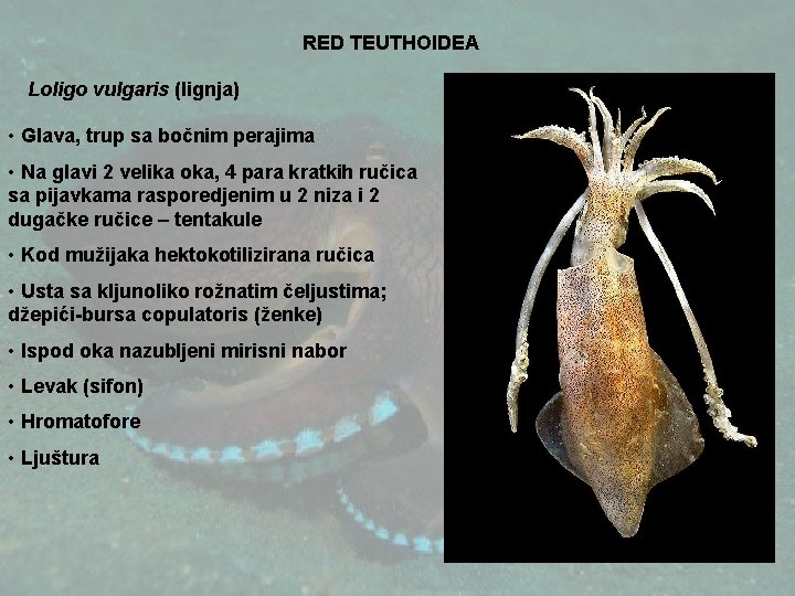 RED TEUTHOIDEA Loligo vulgaris (lignja) • Glava, trup sa bočnim perajima • Na glavi