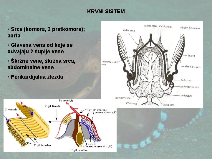 KRVNI SISTEM • Srce (komora, 2 pretkomore); aorta • Glavena od koje se odvajaju