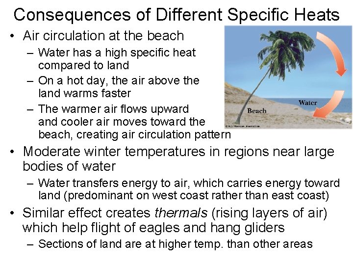 Consequences of Different Specific Heats • Air circulation at the beach – Water has